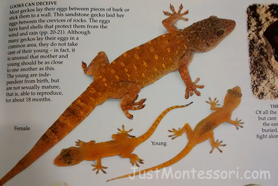 Gecko Picture (from: Reptiles by Alfred Knopfz)