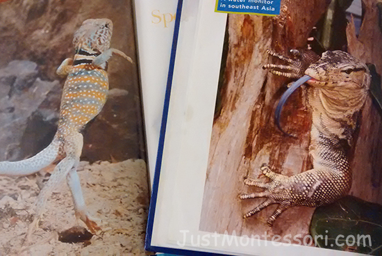 Lizard Pictures (from: Lizards by Trudi Trueit and Lizards by Amy-Jane Beer)