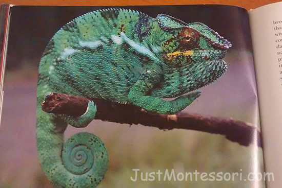 Chameleon Picture (from: Geckos by W.P. Mara)