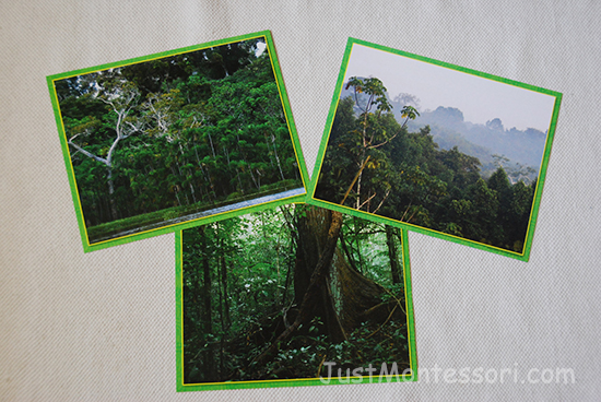 Rain Forest (Creative Teaching Press - Habitats)