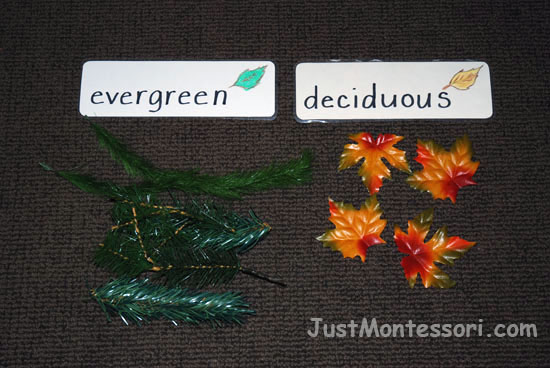 Evergreen/Deciduous