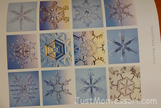 Snowflakes (from: The Snowflake by Kenneth Libbrecht)