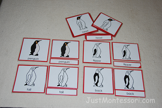 Parts of a Penguin