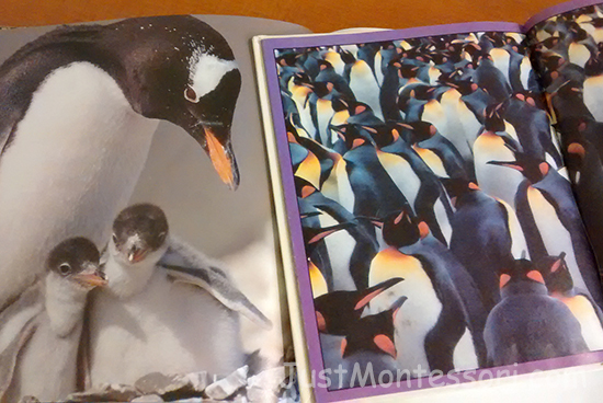 Penguin Pictures (from: Penguins by Jane Resnick and Penguins by Seymour Simon)