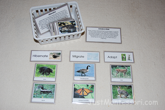 Animals In Winter Sorting Card Set