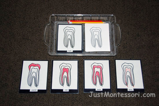 Parts of a Tooth