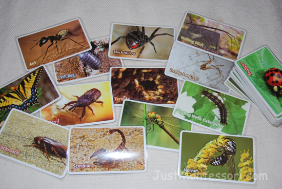Invertebrate Cards