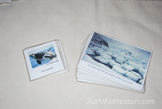 Antarctica Penguin Cards