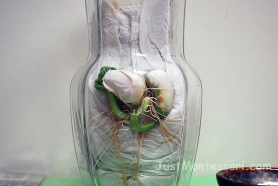 Seed Sprouting Jars for Botany