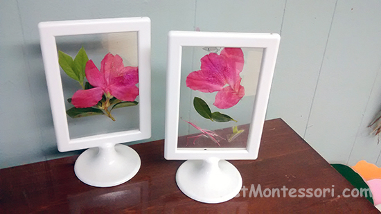 Flower Frames