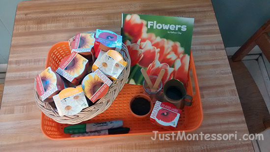 Flower Pots and Planting