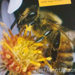 bee