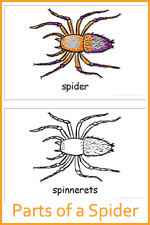 Parts of a Spider Identification