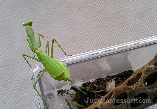 Praying Mantis