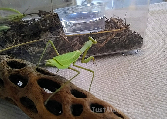 Praying Mantis