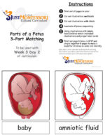 Parts of a Fetus (Booklet & 3-Part-Matching)