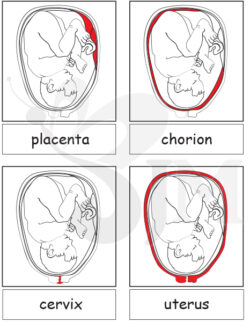 Parts of a Fetus 3-Part Matching