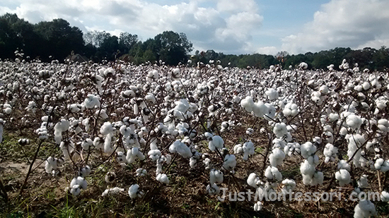 Cotton Plant in Week 20 Day 3