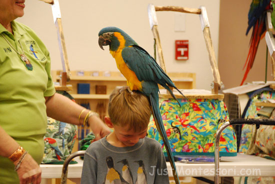 Mobile Zoo Visit - Parrots