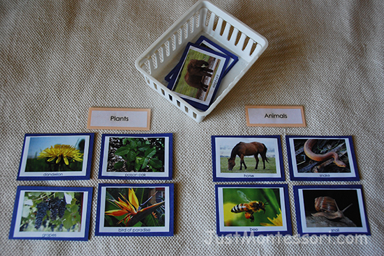 Plant and Animal Sorting 