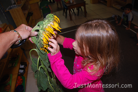 Sunflower Exploring 