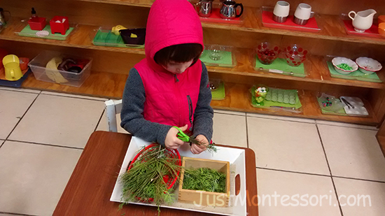 Cutting Evergreen Needles