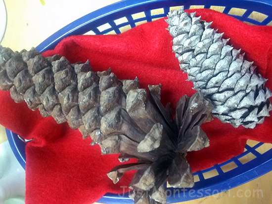 Pinecone Observation/Explore Basket