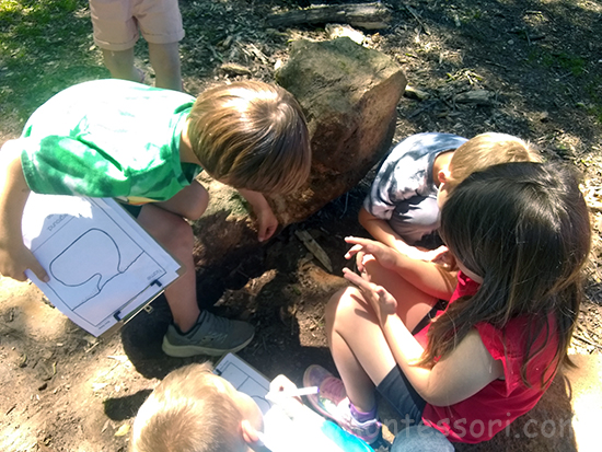 Exploring under rocks and recording what is observed. 